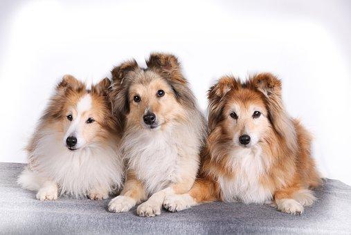 Trio de chien Berger Shetland