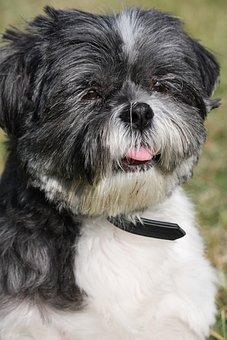 Shih tzu 164081 340