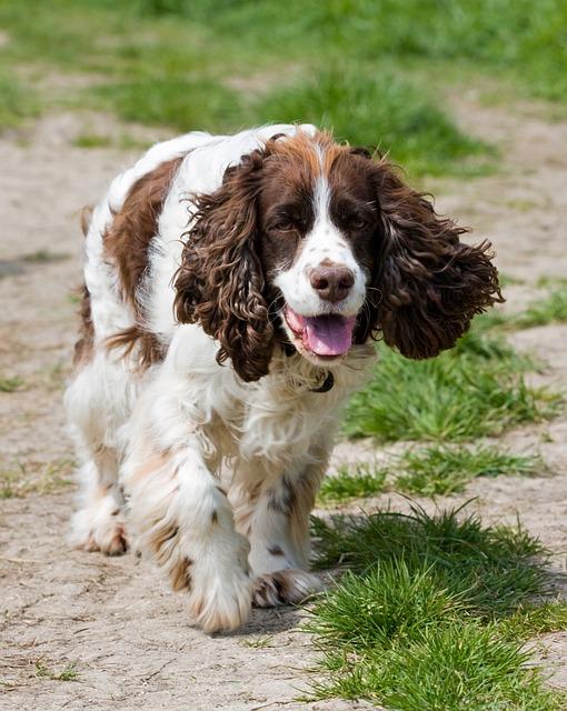 Spaniel Springer