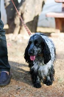 Spaniel cocker anglais