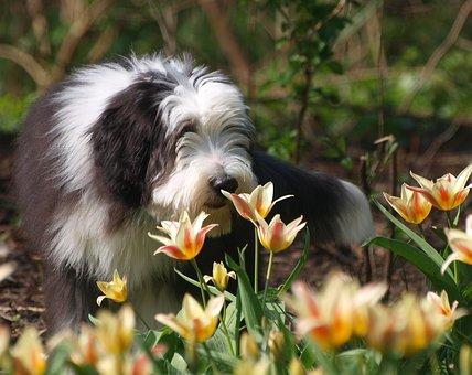Spring  Bearded collie