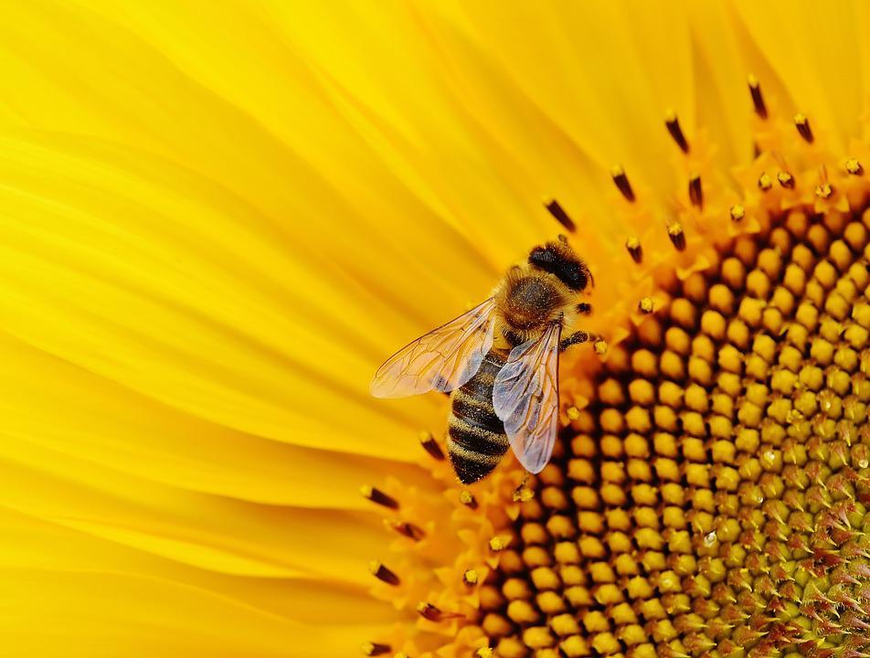 Sunflower tournesol abeille