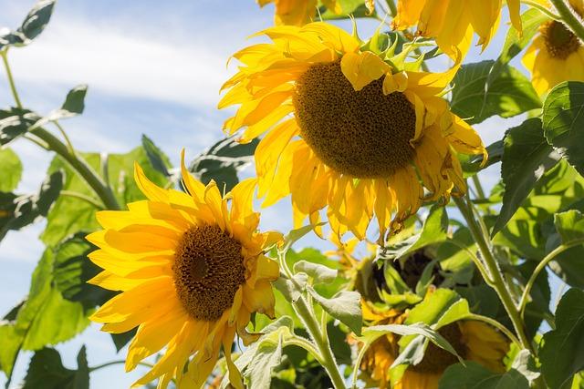 Sunflower Tournesol