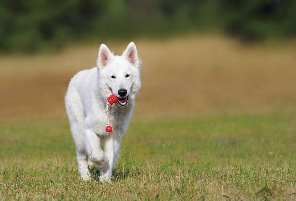 Swiss shepherd dog  Berger Blans Suisse