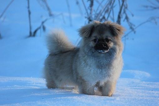 Tibetan spaniel 608829 340