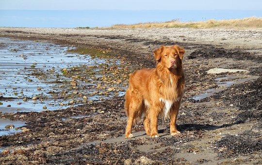 Toller Retriever