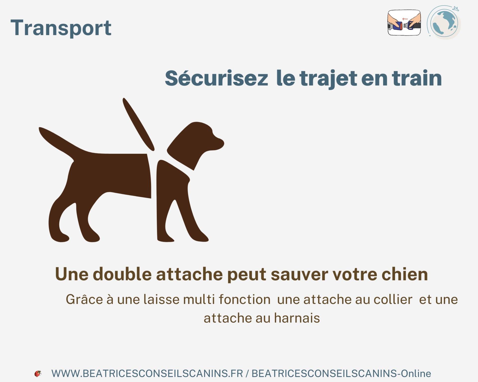 Train chien conseils