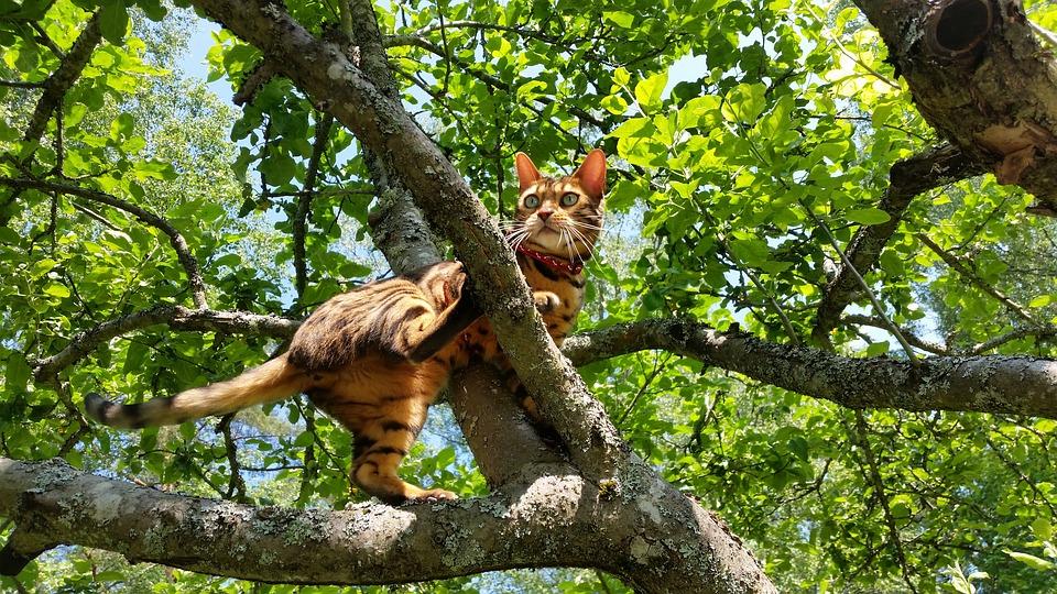 Tree  chat dans arbre