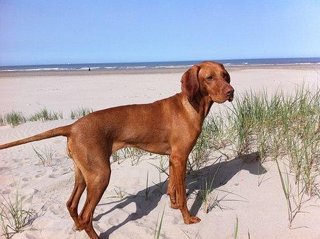 Vizsla plage