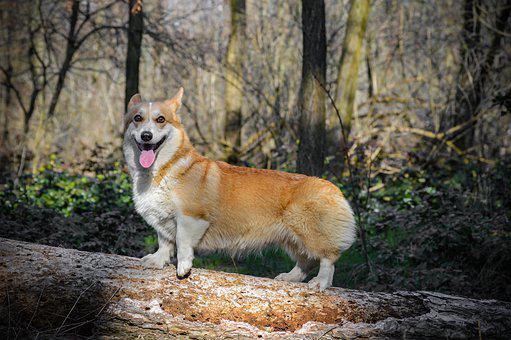 Welsh corgi pembroke - Chien adulte