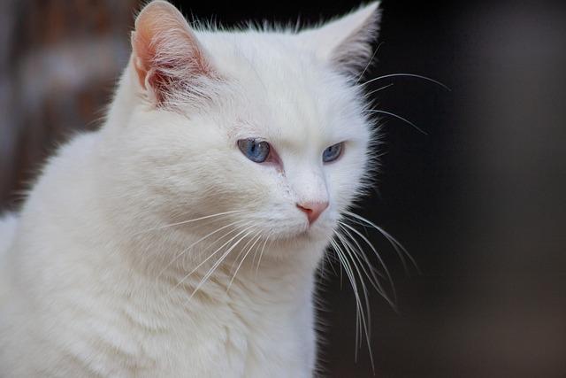 Chat blanc aux yeux bleus