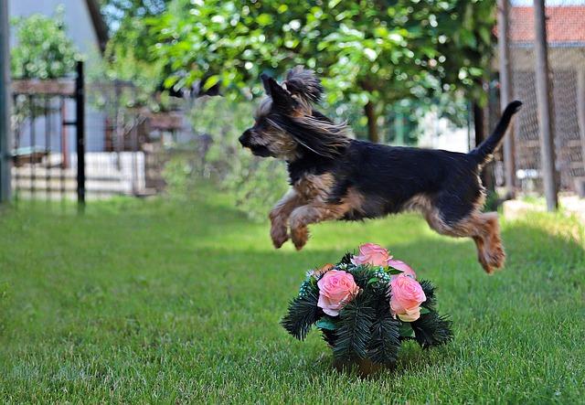 Yorkshire terrier