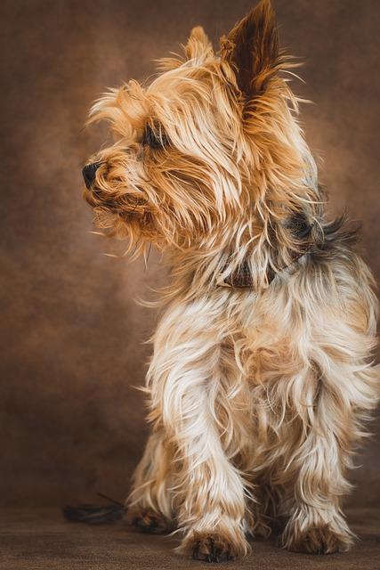 Yorkshire terrier